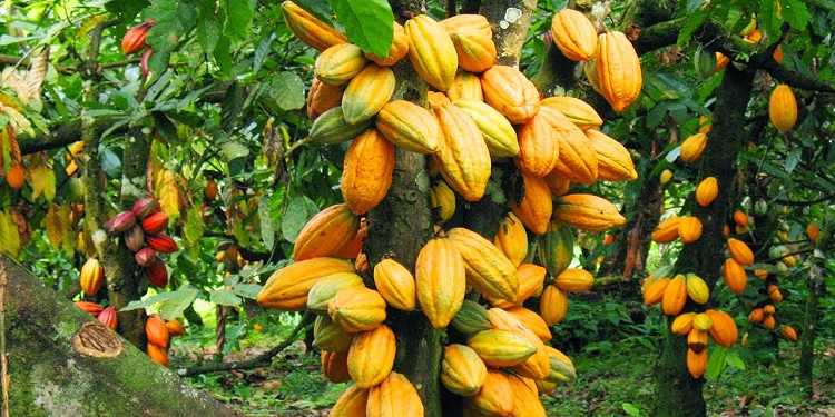 ghana cocoa